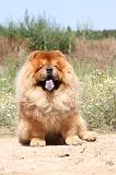 CHOW CHOW 170